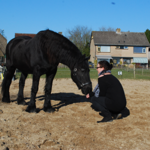Paardencoaching