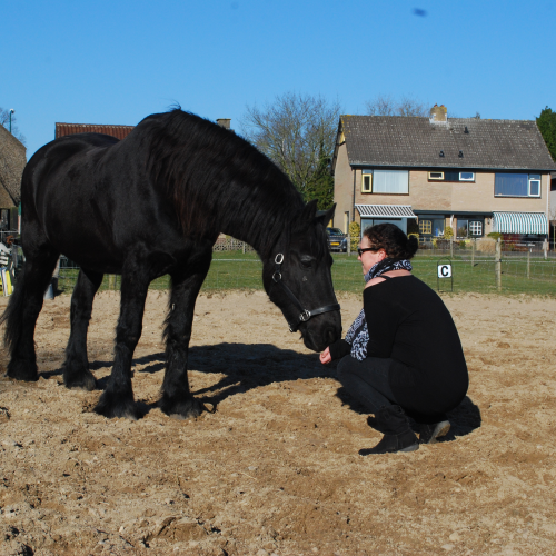 Paardencoaching