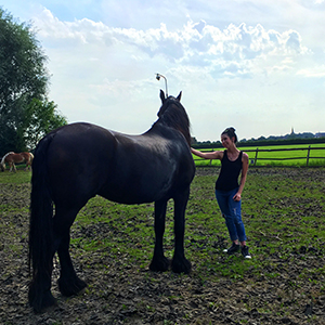 Paardencoaching