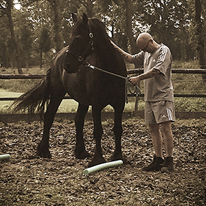 Paardencoaching