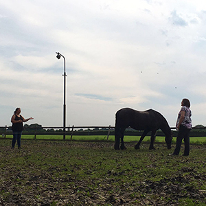 Paardencoaching